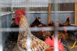 Курица с паспортом: россиян попросили не носить несушек в МФЦ