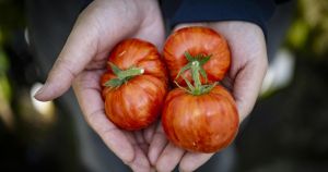 'Sunshine tomato' wins landmark approval after gene science breakthrough