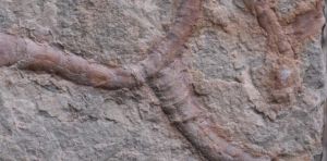 Ancient fossil from China reveals animal‑microbe partnerships dating back 550 million years