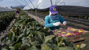 Driscoll’s New CEO Inherits a Pesticide Protest Fight Her Predecessor Couldn’t Win