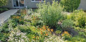 How cities can use rain gardens to help prevent flooding