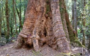 Do forests really stop growing after 25 years?