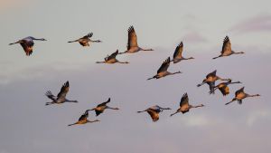 Erste Kraniche sammeln sich vor dem Abflug
