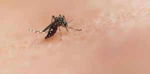 Pourquoi certains réagissent mal aux piqûres de moustiques ? La réponse est dans la salive
