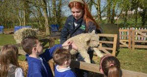 Schools offered chance to care for sheep for a week to bring farm learning to life