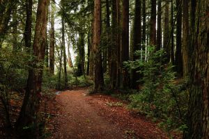 Stunning new Bay Area trail a reminder of what we stand to lose under Trump