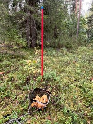 Lukijan mielipide: Kun erämaa muuttuu teollisuusalueeksi