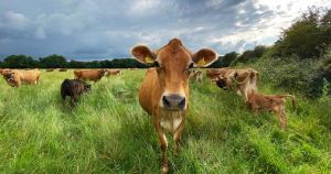 International grazing expert offers insights on how farms can cope with droughts