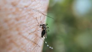 Due casi di Dengue a Bagno a Ripoli: scatta la disinfestazione