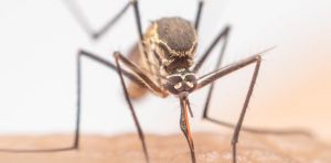 A mosquito that can transmit Zika has bred in London – but that doesn’t mean the virus is spreading in people there