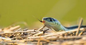 You don’t have to venture deep into the woods to find wildlife in the Kawarthas