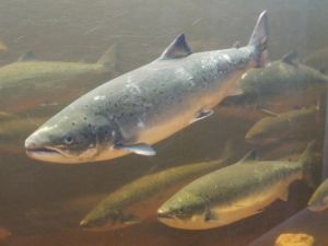 COMMENTARY: The fish that binds us: Why the Atlantic salmon deserves to be our shared regional emblem