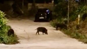 Cinghiali a spasso tra le case, il Comune ingaggia i cacciatori: “È una questione di sicurezza”