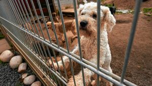 Wie viel kostet ein Hund aus dem Tierheim?
