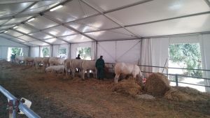 Il ritorno della Fiera del Crocifisso