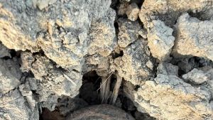 Trovati due ordigni della II Guerra Mondiale nei campi di San Rossore