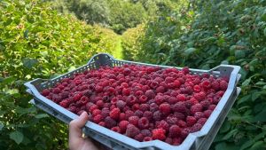Ko određuje cenu maline?