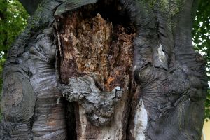 New England’s forests are in trouble