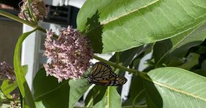 Help monarch butterflies take flight at home