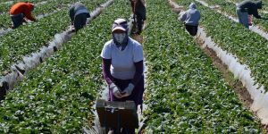 With Nationwide Protections Unlikely, States Need to Step Up for Farmworkers