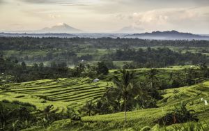 Indonezija: 2.000 ljudi se otrovalo hranom podeljenom u okviru programa Vlade