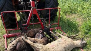 El lobo llega a Bueño, a cinco kilómetros de Oviedo, y mata a tres ovejas: “Los vecinos de más edad nunca vieron algo así”