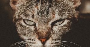Lessons From 'I'm Still Here: A Cat's Purpose Forever'