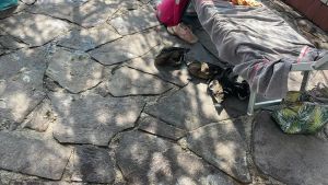 Il nido dei Germani reali in mezzo ai bagnanti, il Sirena di Grignano gli riserva uno spazio protetto