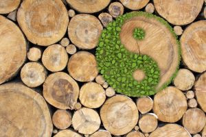 Judging the Sustainable Development Goals: Beyond the Scorecard