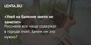 «Улей на балконе никто не заметит»