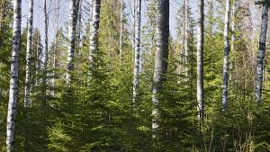 Metsänhoito | Lukijalta: Metsänkasvatuksesta puhuttaessa termillä on väliä – jatkuva aukotus ei ole jatkuvaa kasvatusta