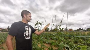 Los productores de faba de Siero dan por perdida ya la mitad de la cosecha de este año por el calor y la sequía
