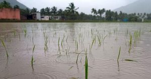 5 Indian Rice Varieties That Can Take on Extreme Rainfall