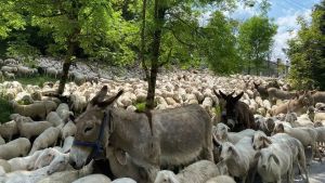 I bimbi diventano pastori seguendo le tracce delle greggi: la transumanza raccontata come gioco