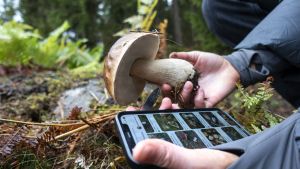 Vi har brug for skærmfri rum. Naturen er oplagt, men for mange forholder det sig anderledes
