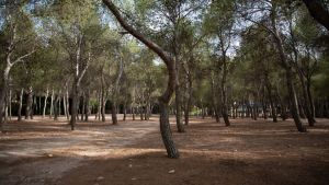 De árbol y bosques