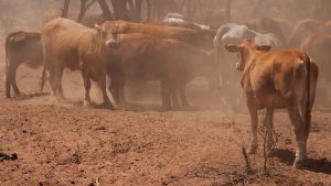El niño: “¡a las cosas, a las cosas!”