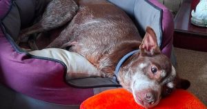 'Sweet' dog in need of forever home after being returned to foster care