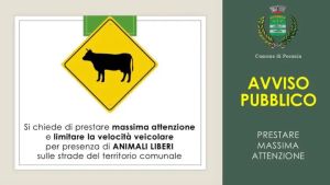 Pocenia, una cinquantina di tori scappano da un’azienda agricola: è allarme in paese