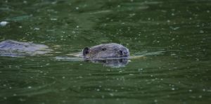 How beavers can help create fire breaks as part of a drought preparation plan