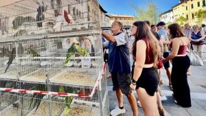 Il tordo Varenne trionfa alla Sagra dei Osei: trentamila presenze a Sacile