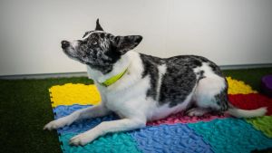 Hunde haben keine Seele