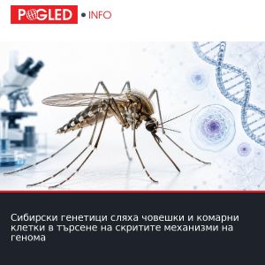 Сибирски генетици сляха човешки и комарни клетки в търсене на скритите механизми на генома