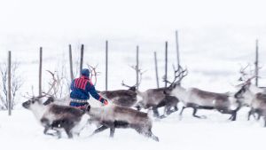 Le renne in pericolo: così la caccia alle terre rare minaccia i pascoli degli indigeni in Svezia