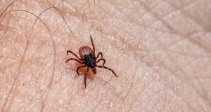 Forget how your mom did it. There’s actually a right way to remove a tick.