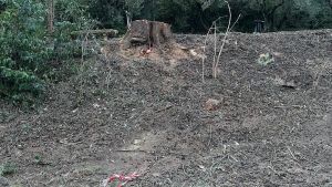 Parco Sant’Anna: serve manutenzione. Vialetti sconnessi e foglie sul selciato