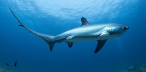 What anglers have taught me about saving England’s sharks