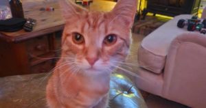 Miracle cat back on its feet after losing leg in 'traumatic' shooting