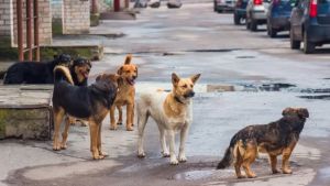 Bhutan becomes first South-East Asian country to eliminate dog-transmitted human rabies: WHO validates