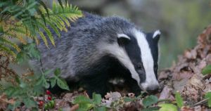 Man to stand trial over illegal damage to badger setts